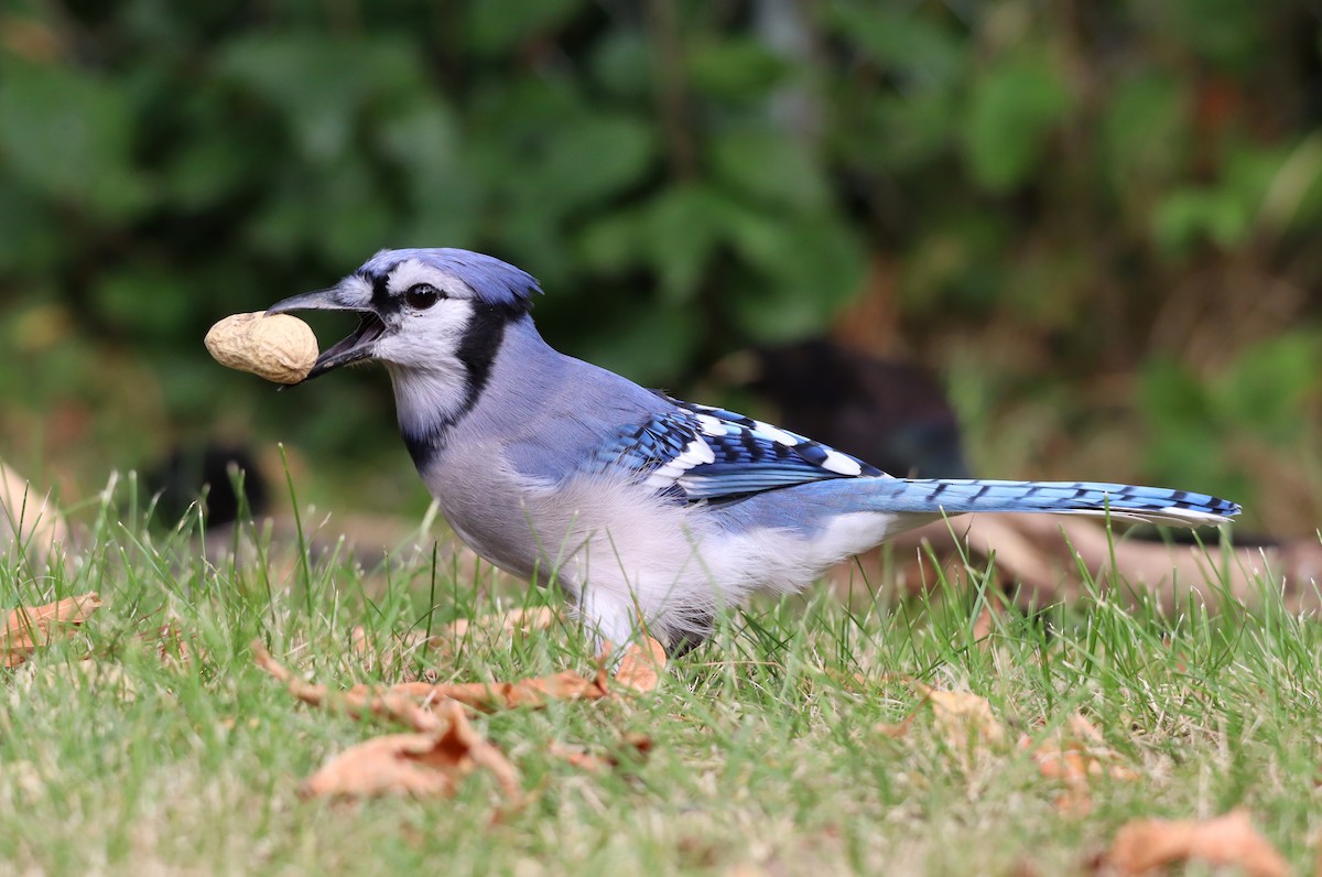 Blue Jay - ML623705717