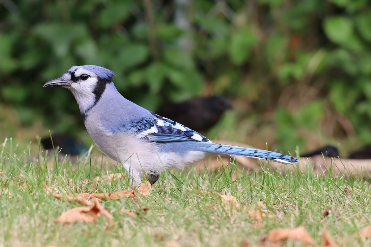 Blue Jay - ML623705729