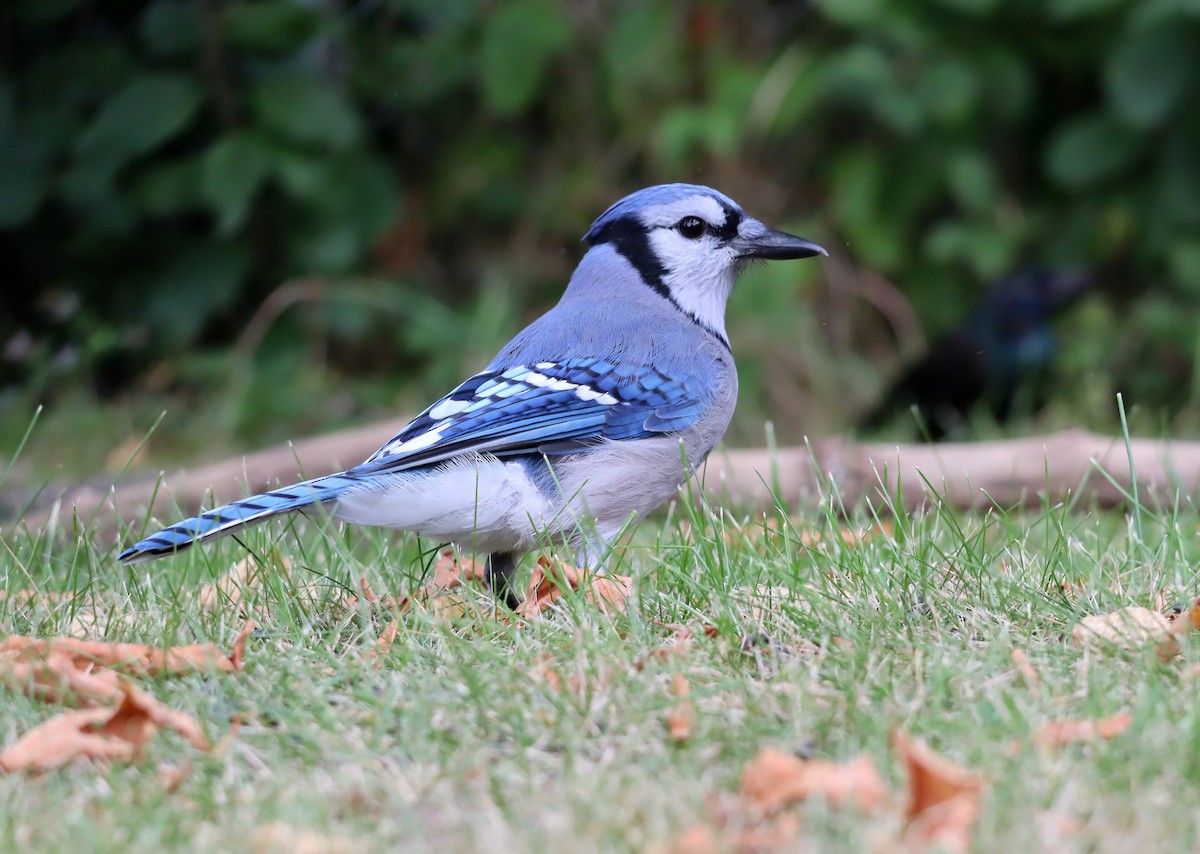 Blue Jay - ML623705744