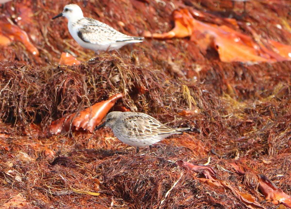 White-rumped Sandpiper - ML623705758