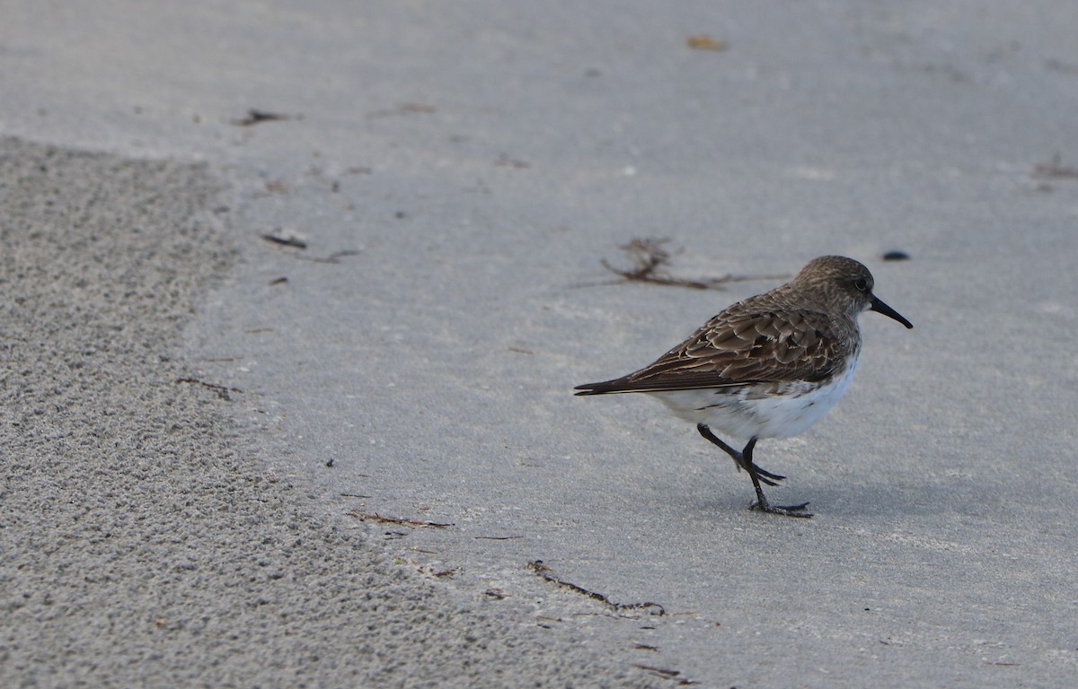 White-rumped Sandpiper - ML623705759