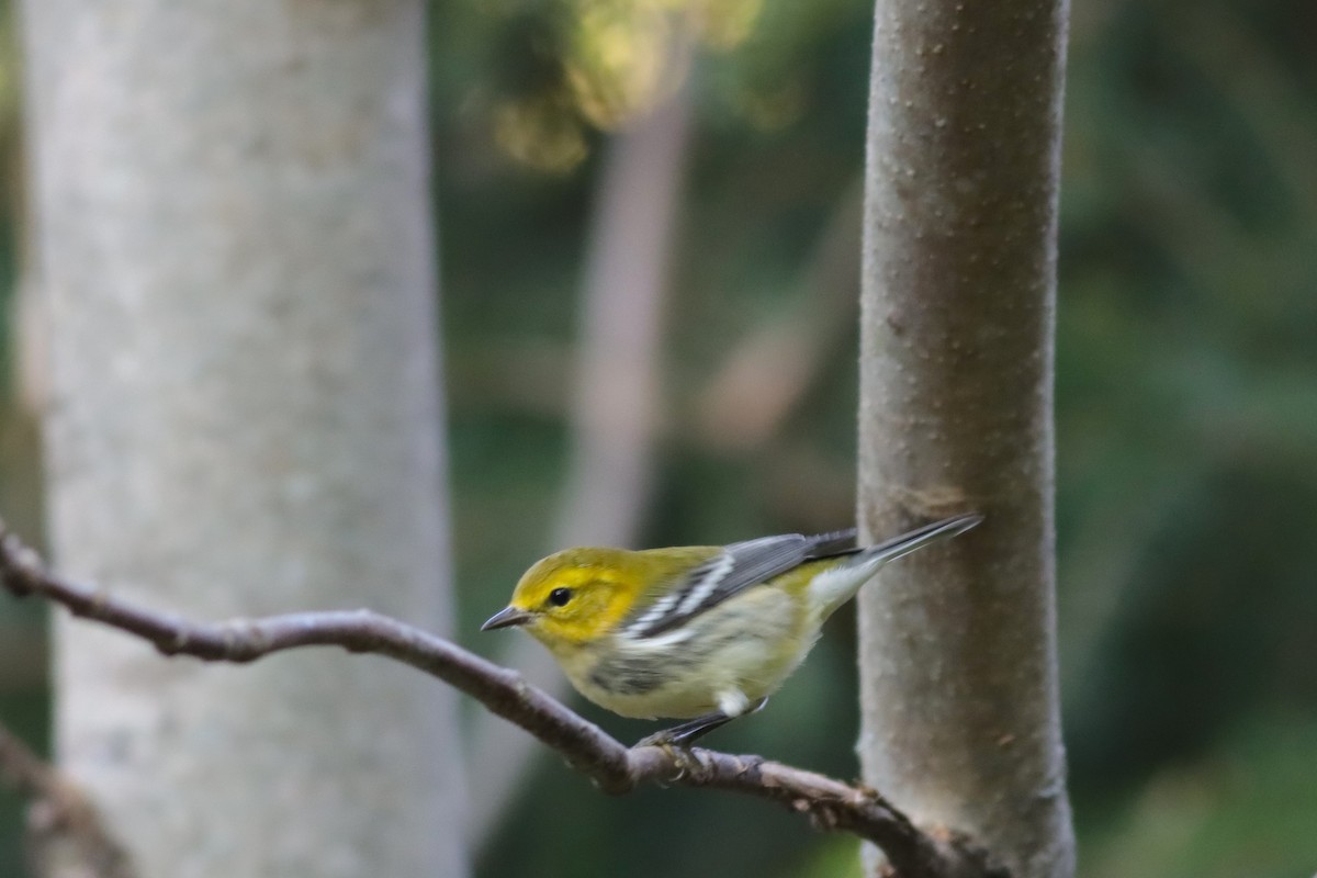 Black-throated Green Warbler - Margaret Viens