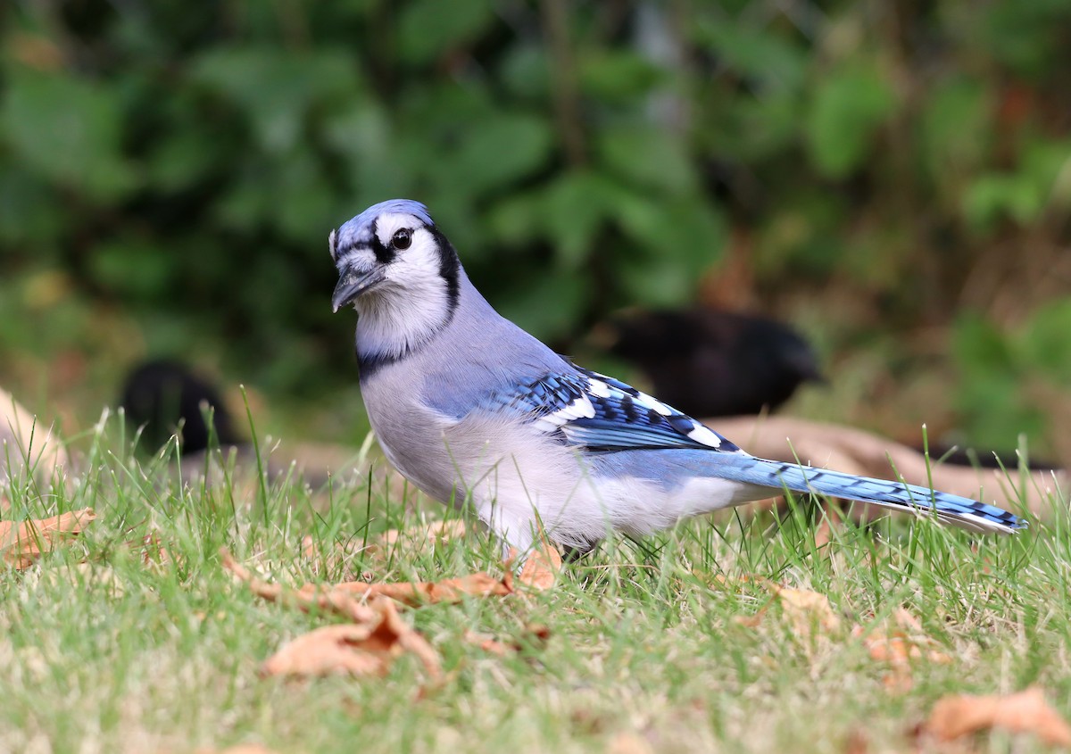 Blue Jay - ML623705783