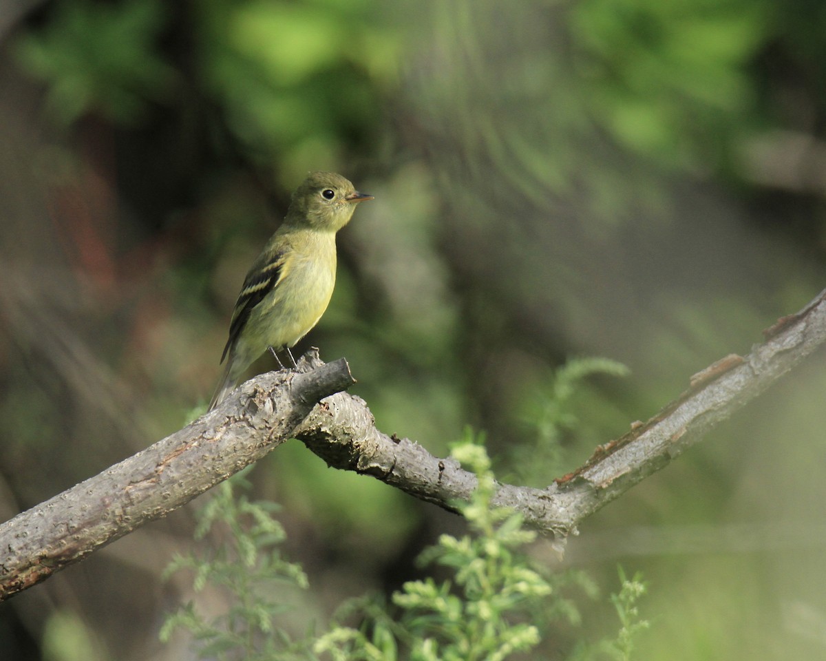 Yellow-bellied Flycatcher - Evan Knudsen