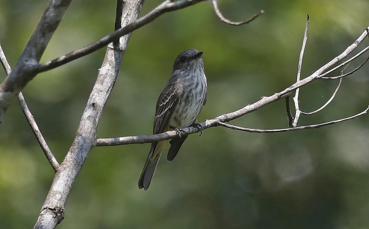 Bran-colored Flycatcher - ML623705795