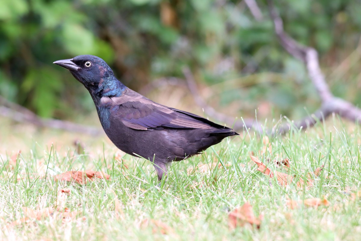 Common Grackle - ML623705796