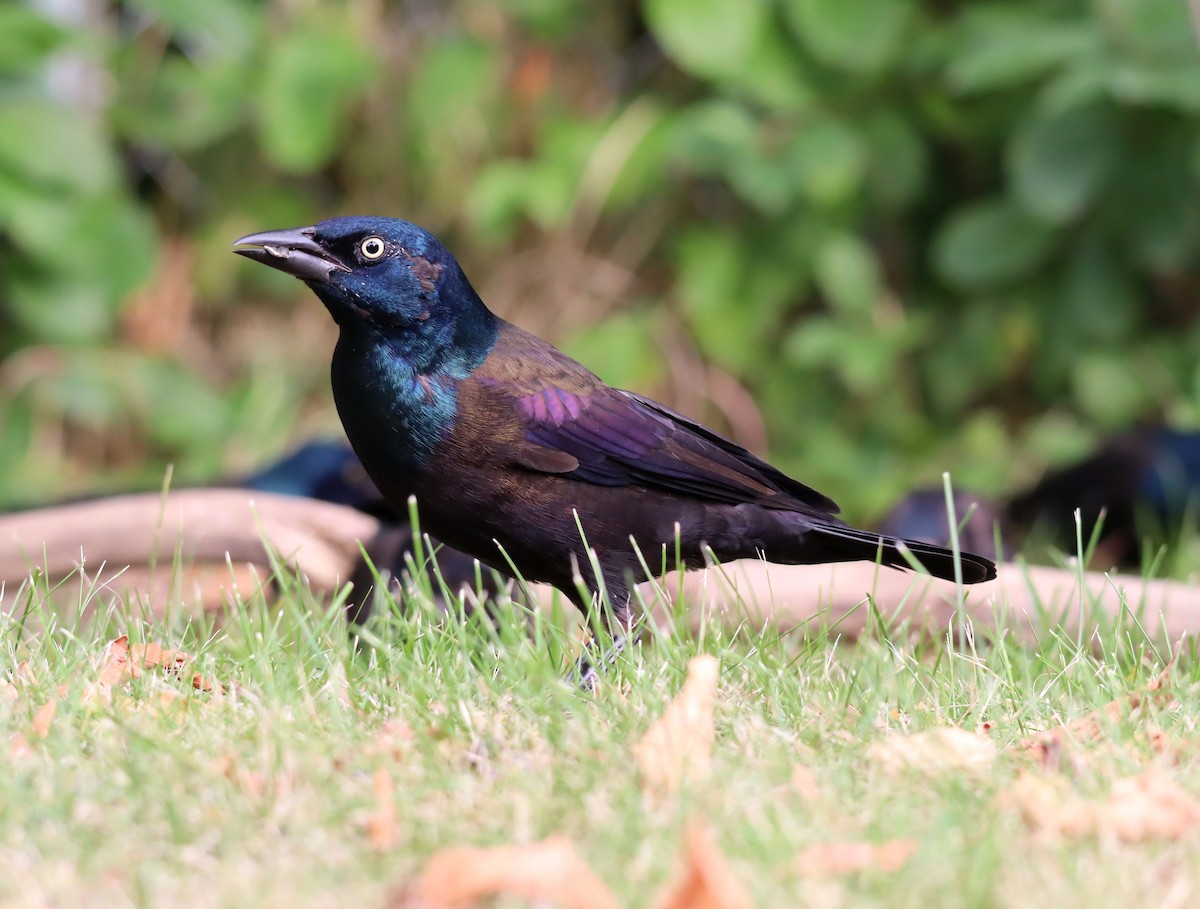 Common Grackle - ML623705799