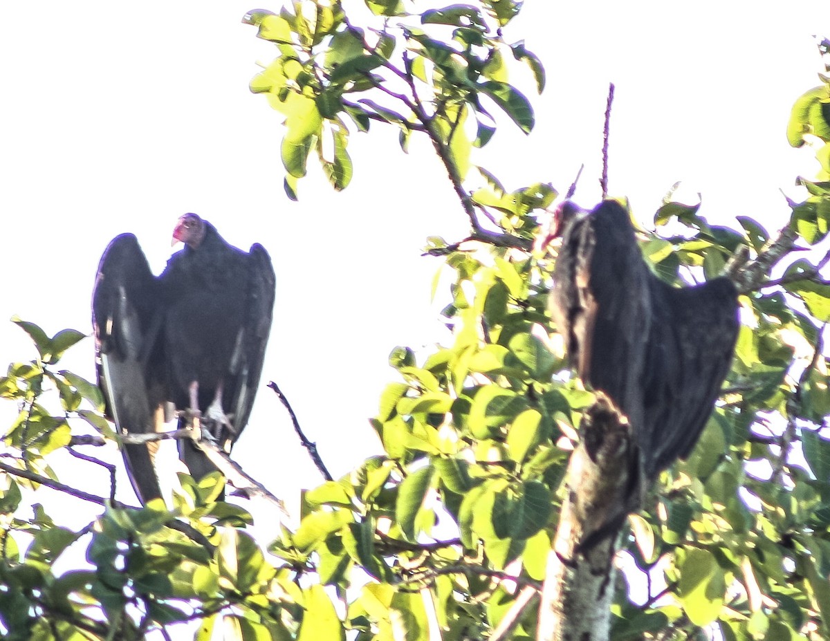 Turkey Vulture - ML623705801