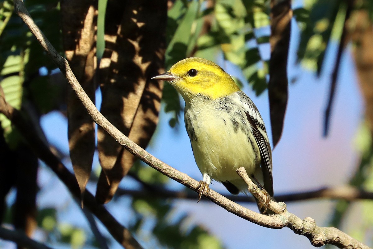 Black-throated Green Warbler - ML623705810