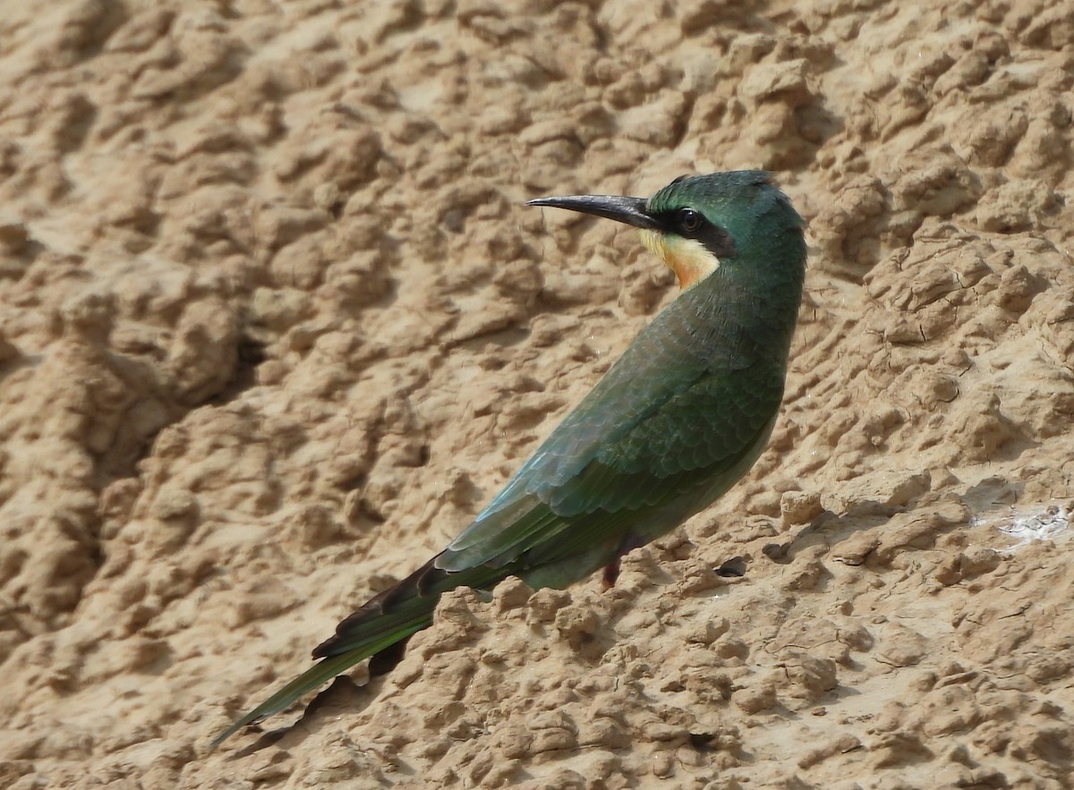 Blue-cheeked Bee-eater - ML623705834