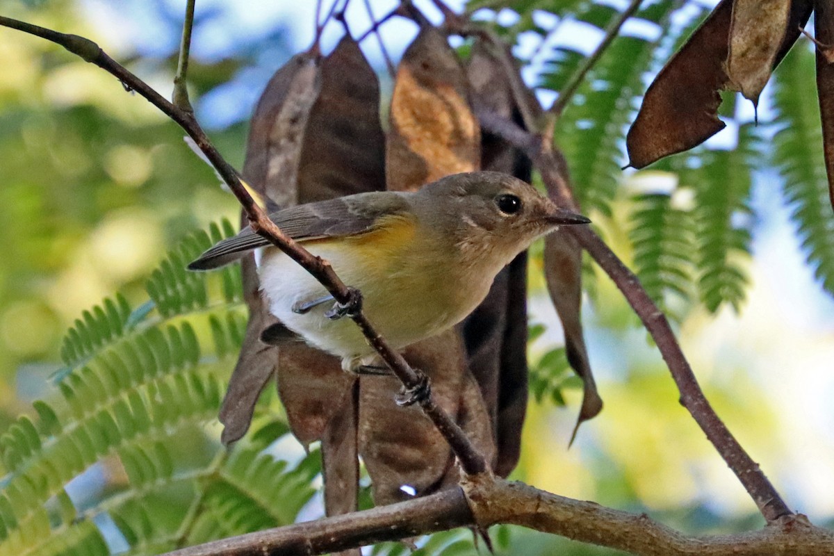 American Redstart - ML623705839