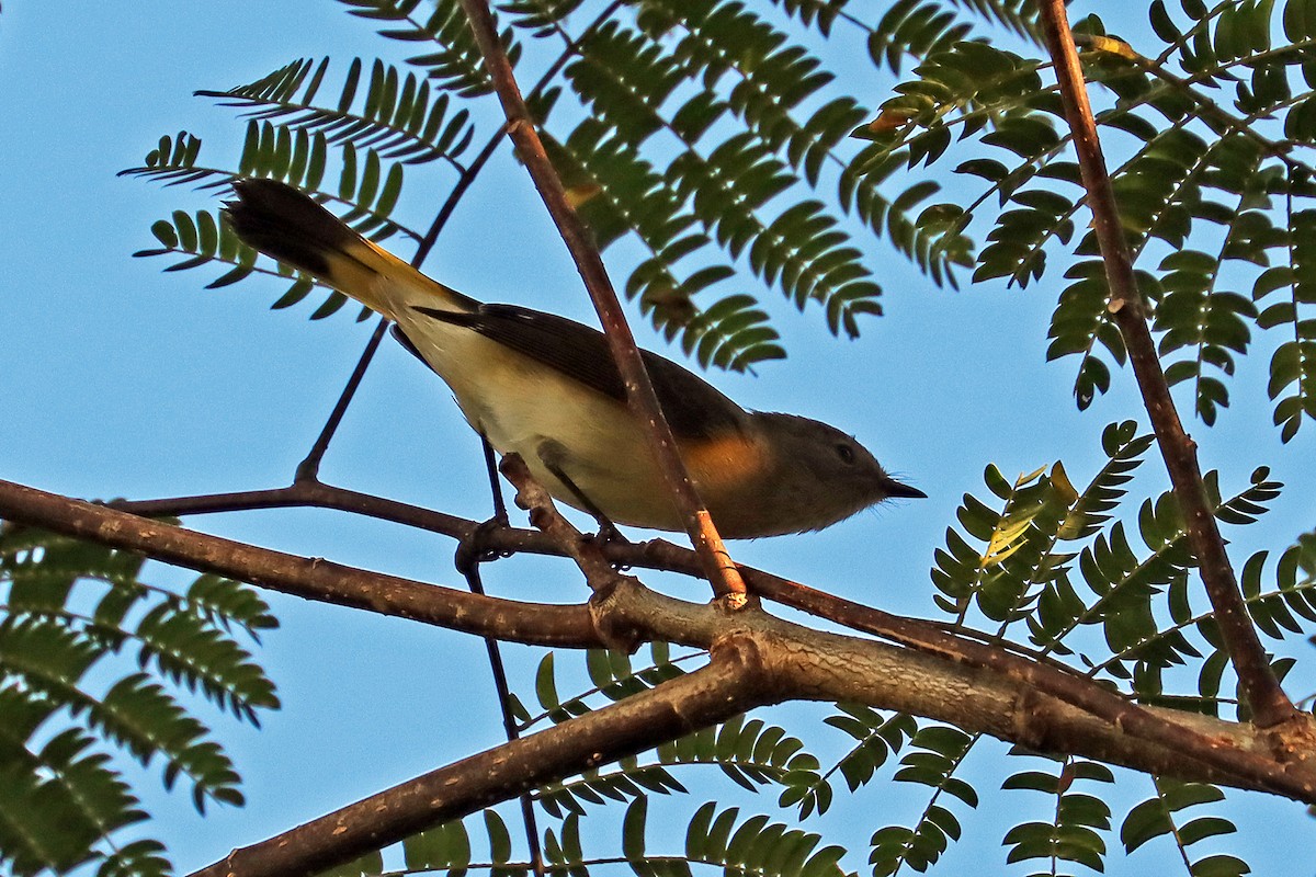 American Redstart - ML623705840