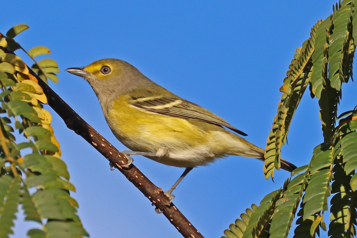 Weißaugenvireo - ML623705842