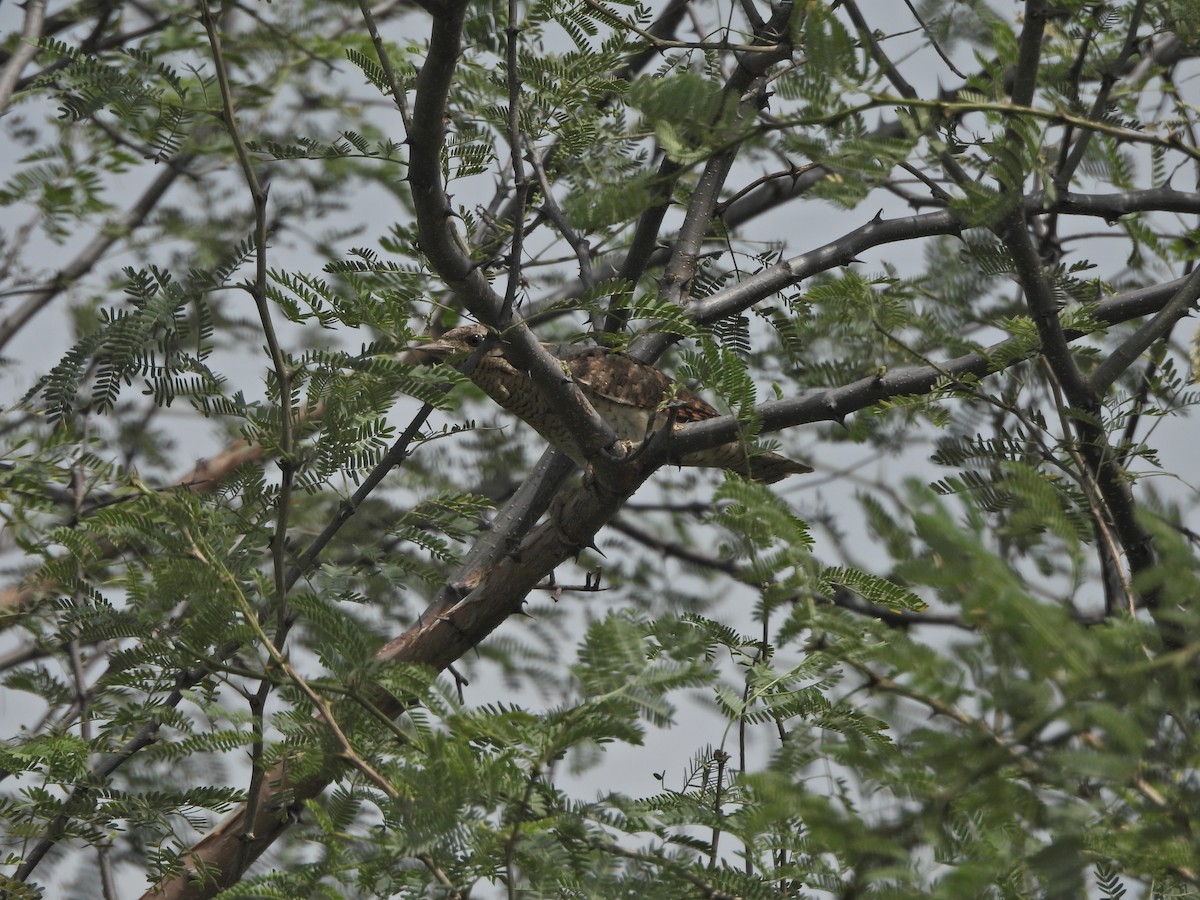 Eurasian Wryneck - ML623705843