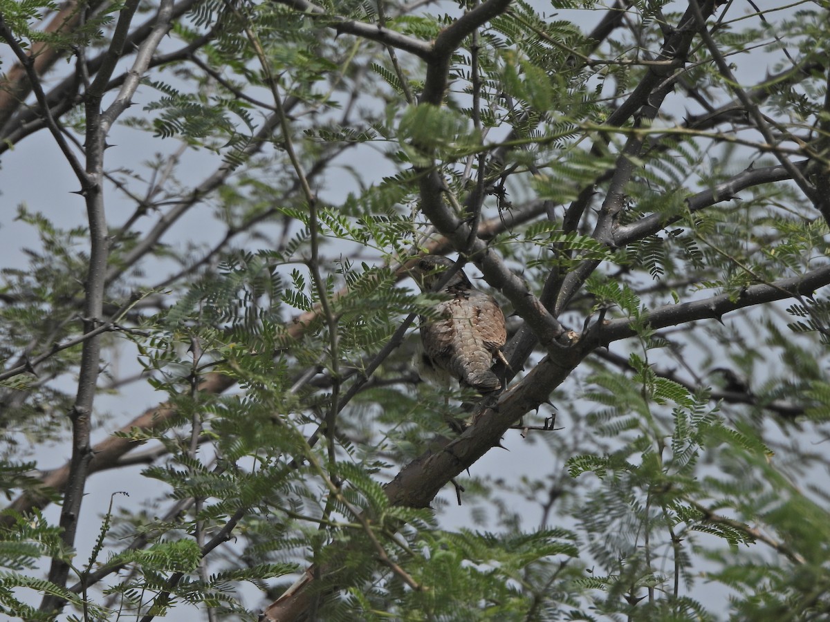 Eurasian Wryneck - ML623705844