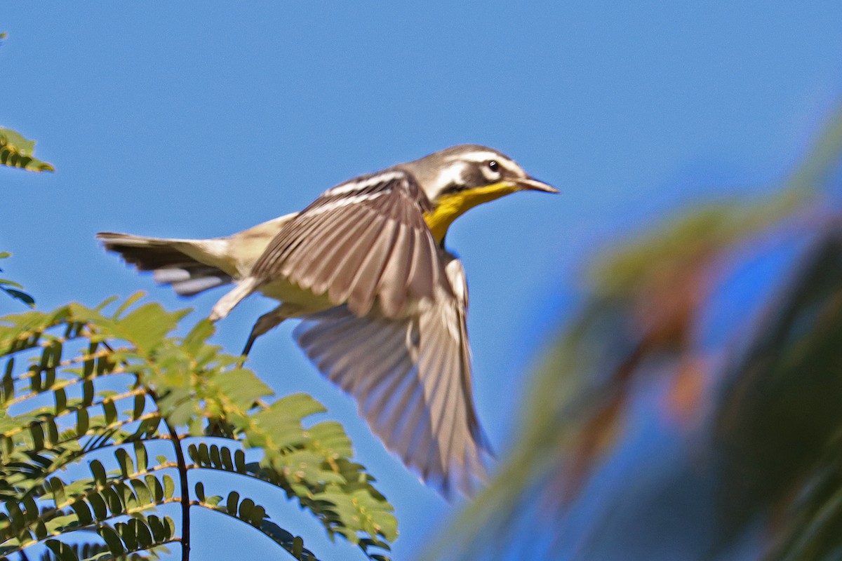 Yellow-throated Warbler - ML623705851