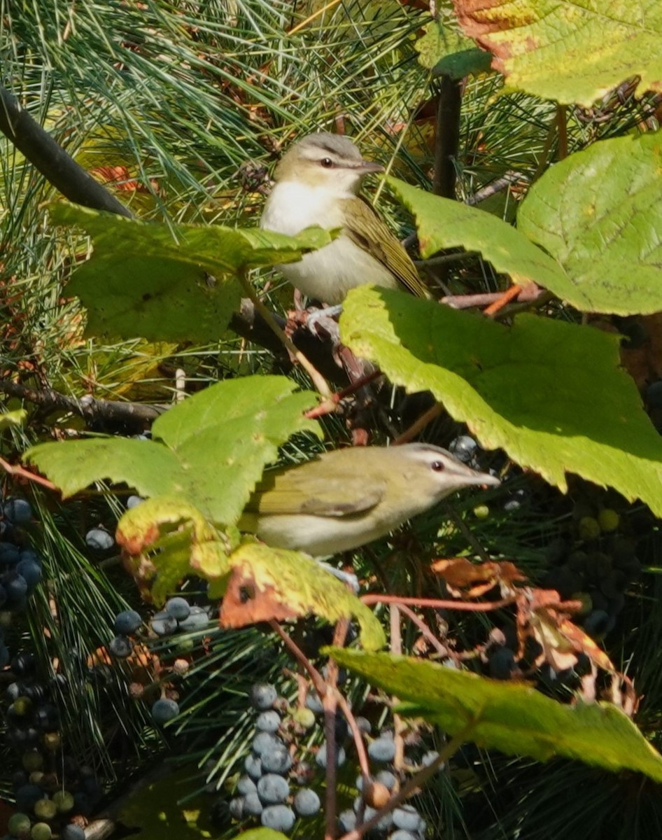 Red-eyed Vireo - ML623705871