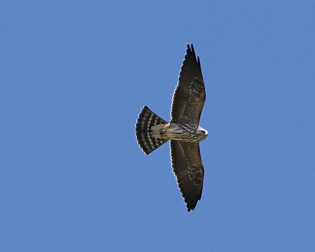 Mississippi Kite - Susan Burkhart