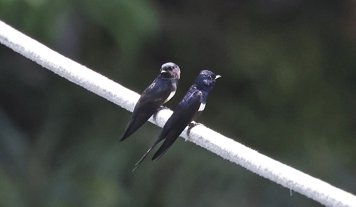 White-banded Swallow - Paul Chapman