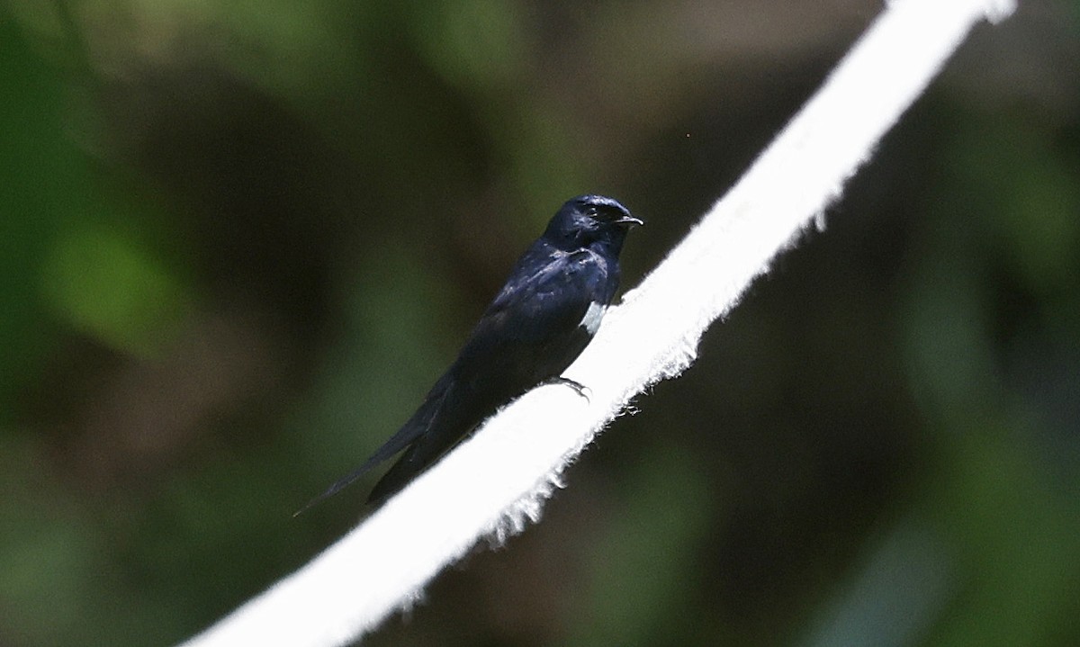 White-banded Swallow - ML623705992