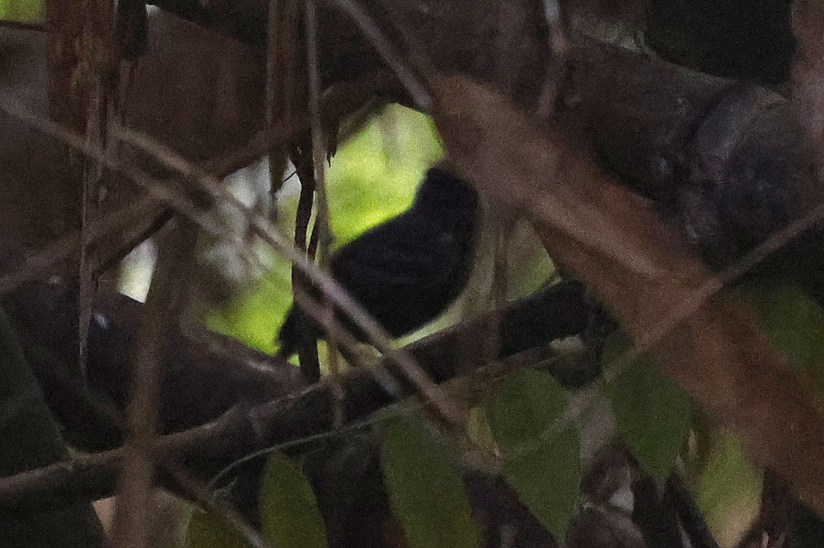 White-lined Antbird - ML623706005