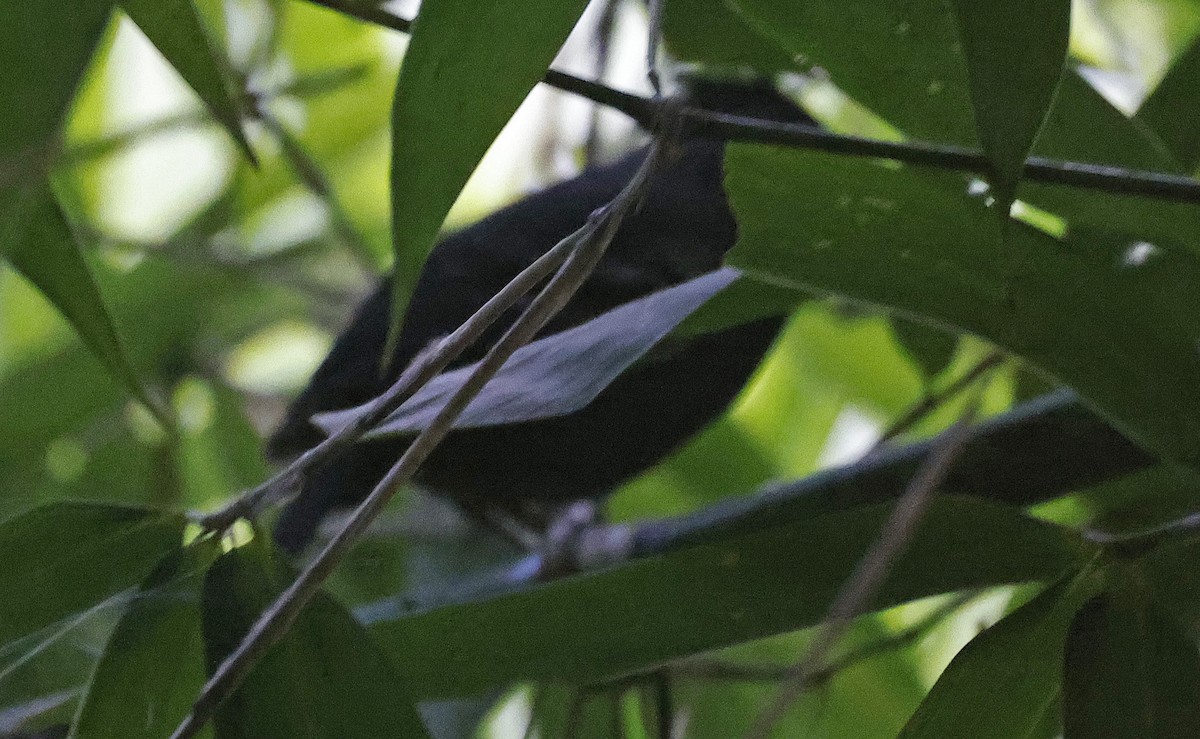 White-lined Antbird - ML623706010