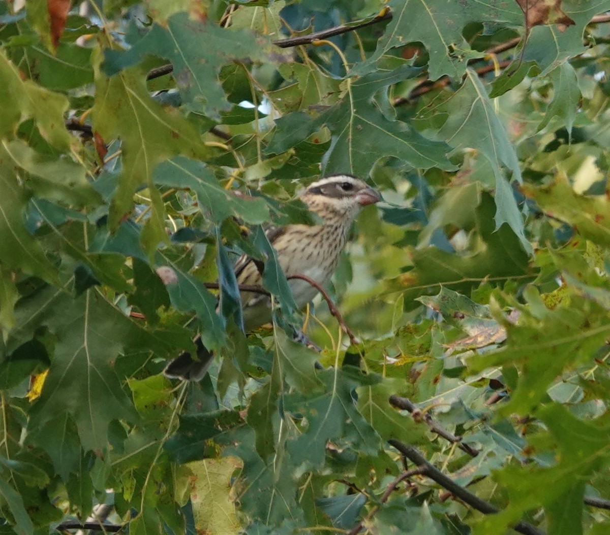 Rose-breasted Grosbeak - Tim Shortell