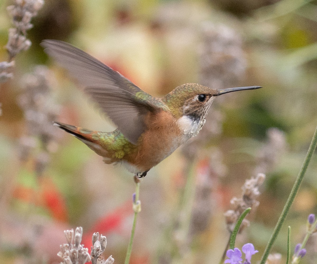 Rufous Hummingbird - Colin Clasen