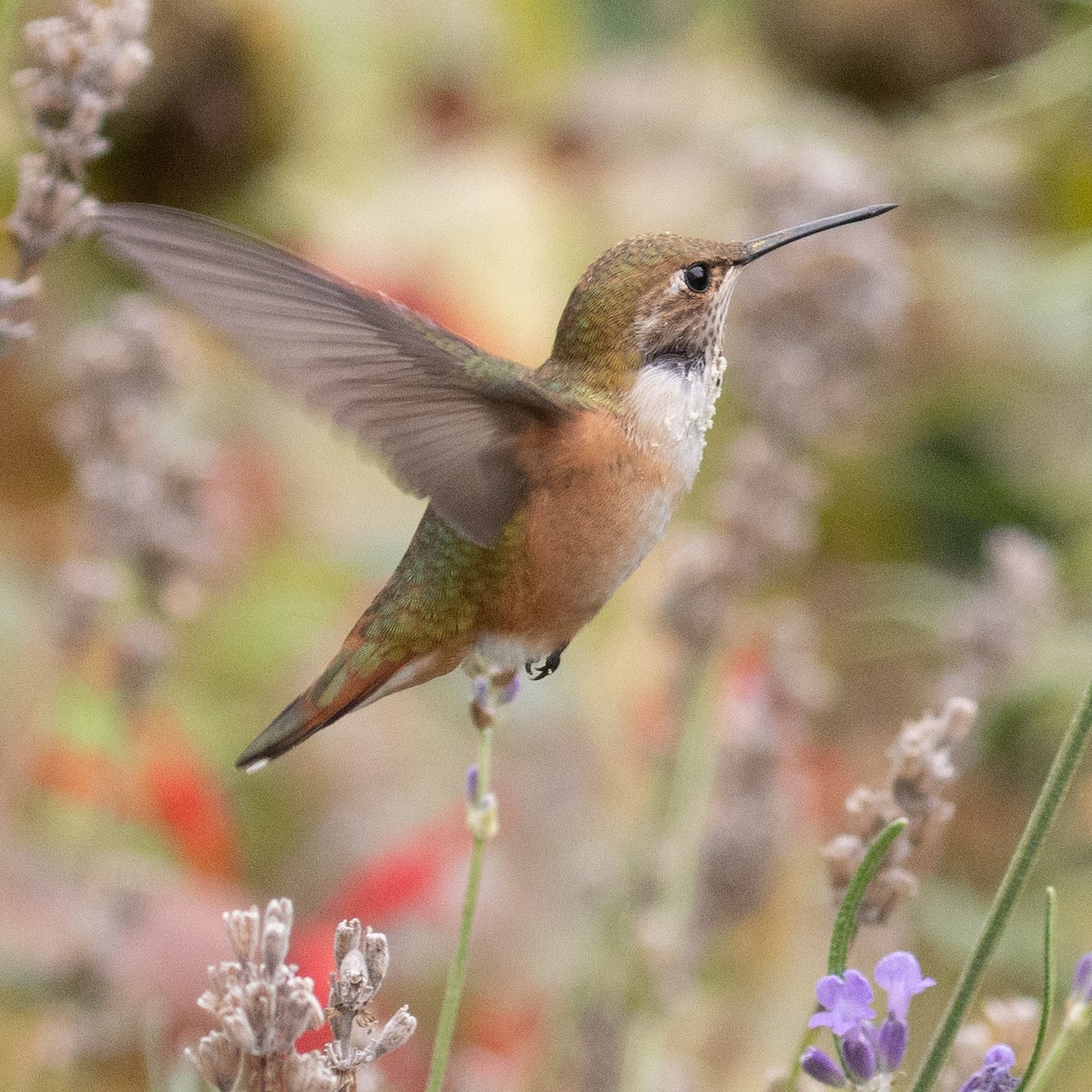 Rufous Hummingbird - ML623706066