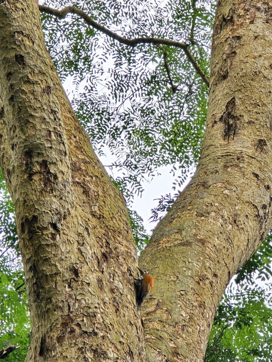 Himalayan Flameback - Shivakumar Gangal