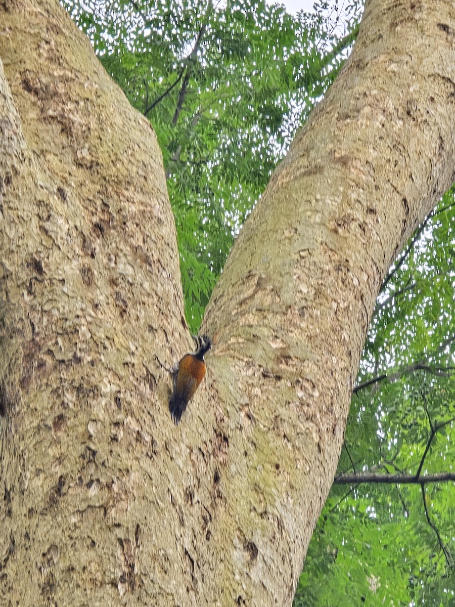 Himalayan Flameback - ML623706070