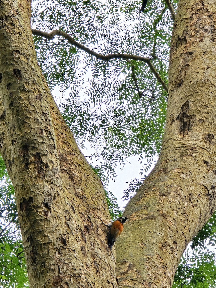 Himalayan Flameback - ML623706074