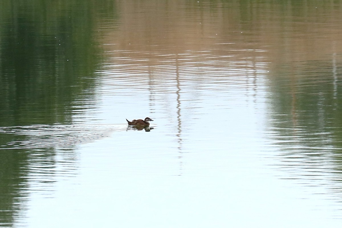 White-headed Duck - ML623706097