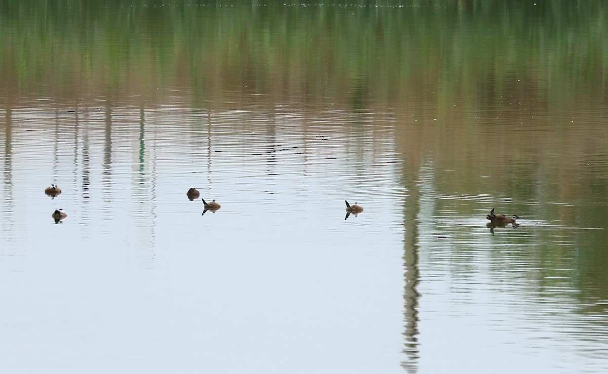 White-headed Duck - ML623706098