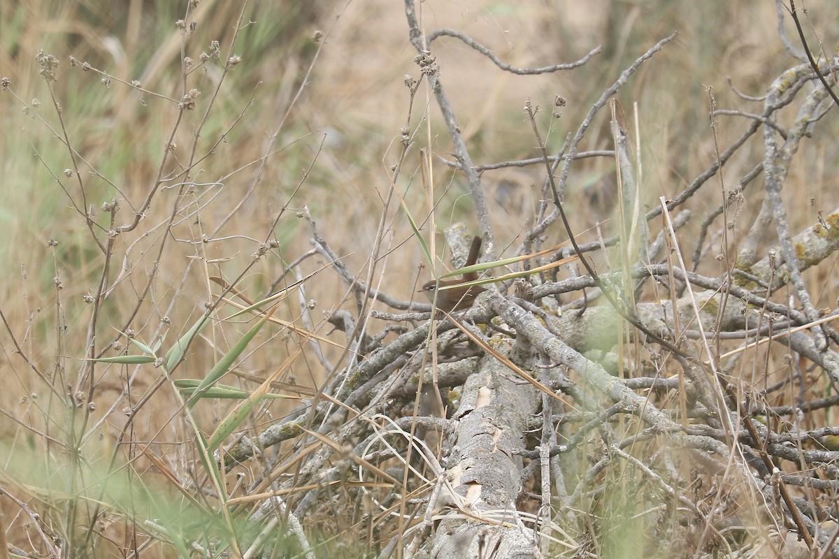 Cetti's Warbler - ML623706117