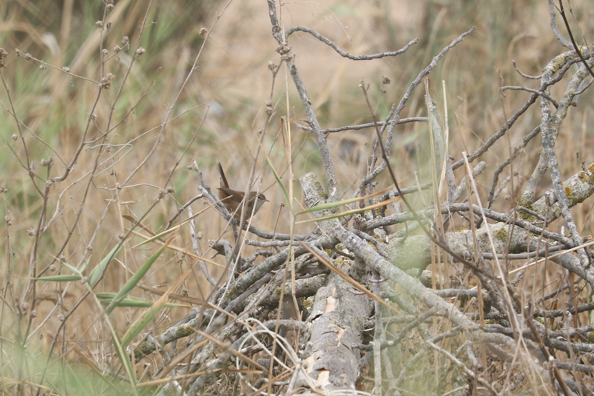 Cetti's Warbler - ML623706118