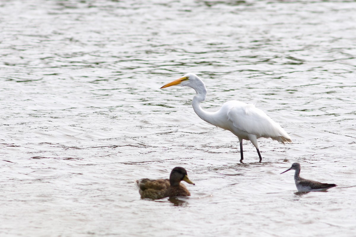 Great Egret - George Forsyth