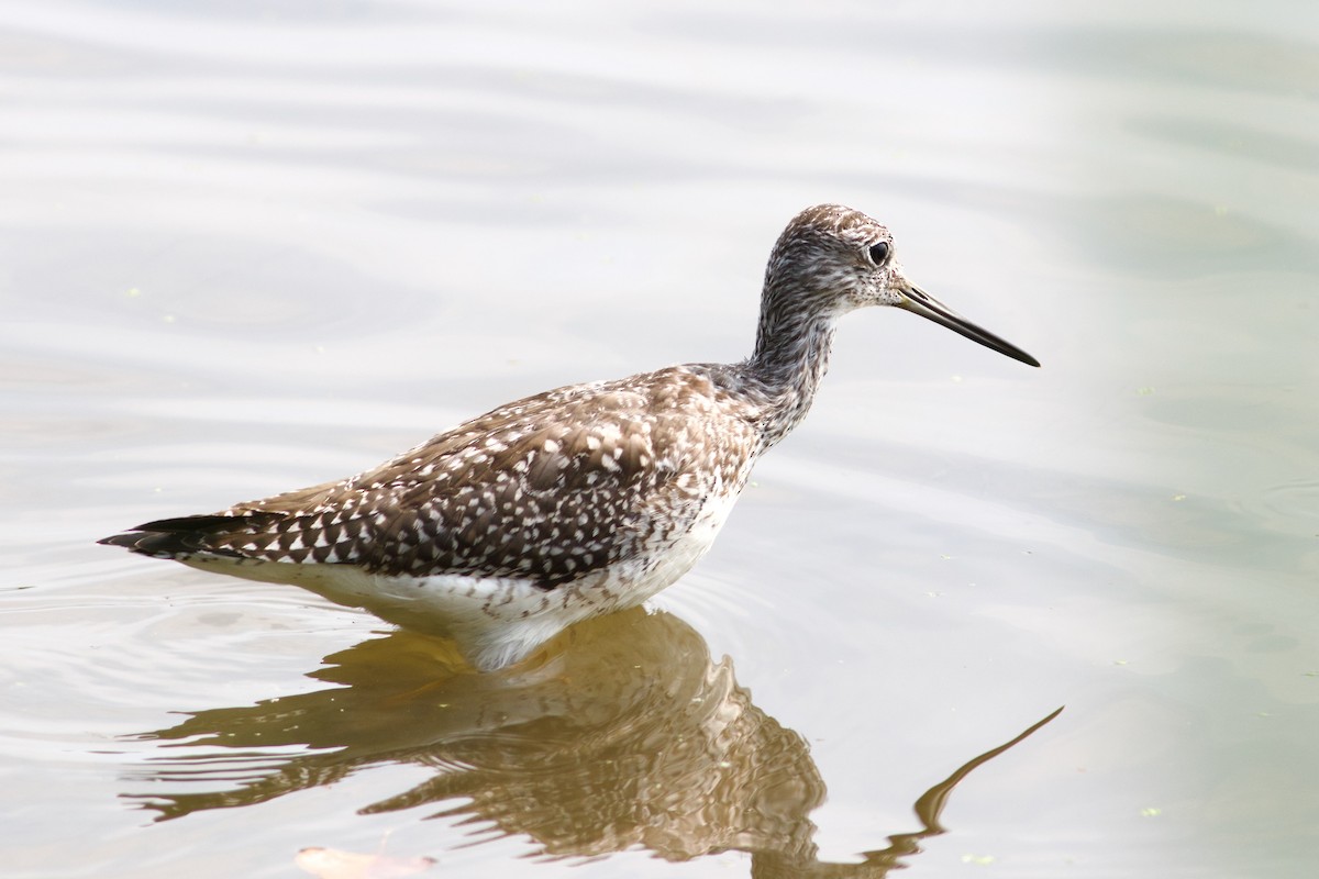 Greater Yellowlegs - ML623706160