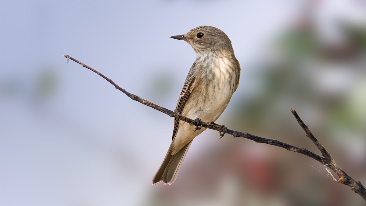 Spotted Flycatcher - SONER SABIRLI