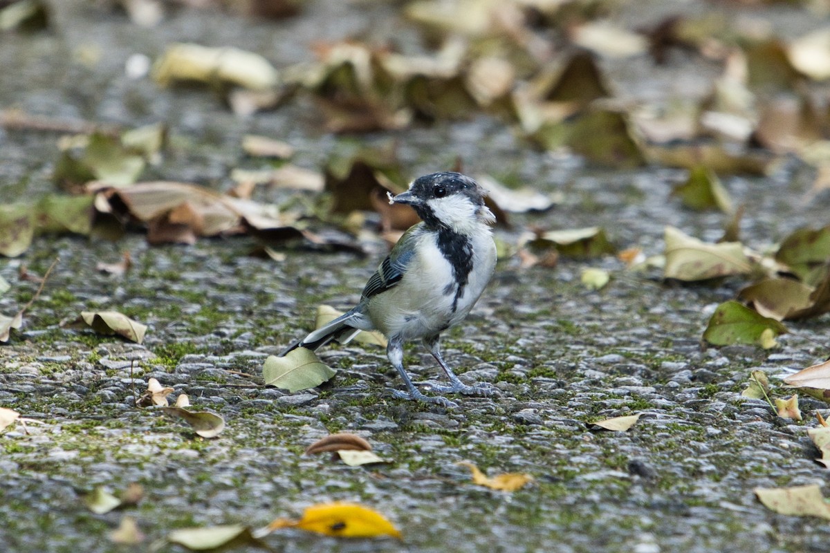 Japanese Tit - ML623706246