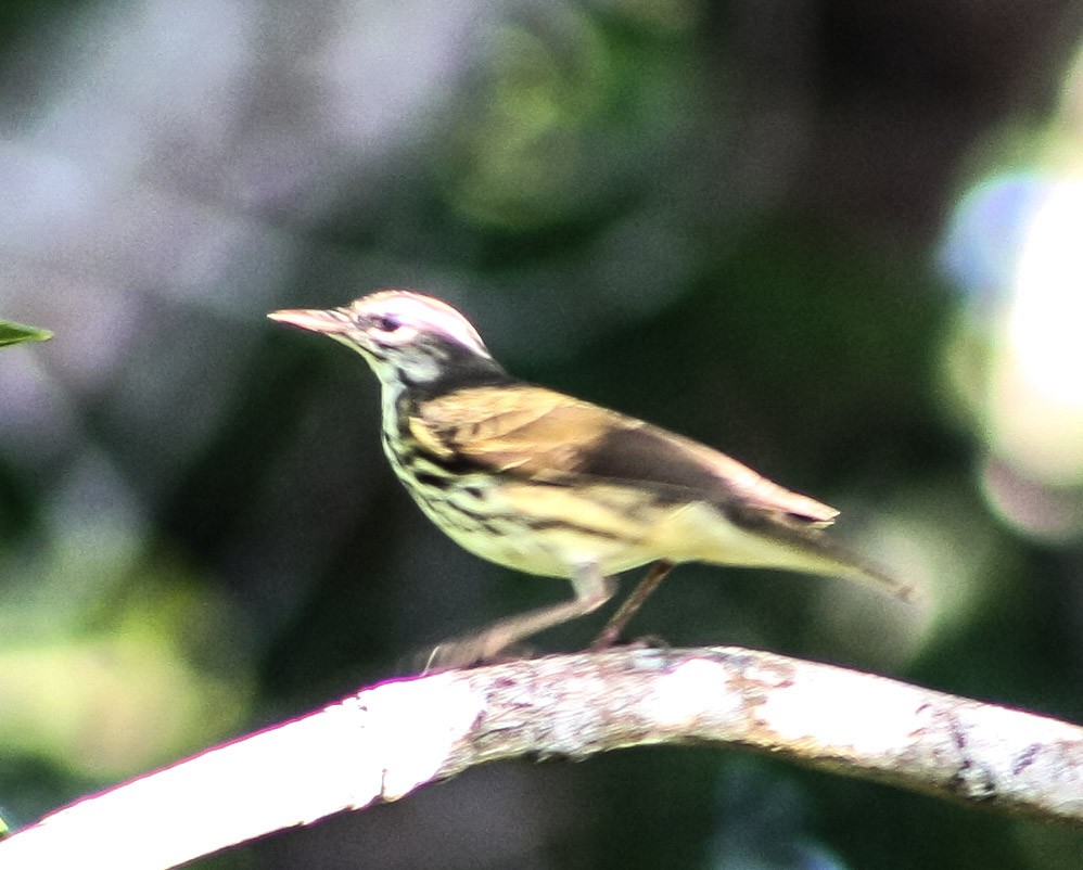 Louisiana Waterthrush - ML623706271