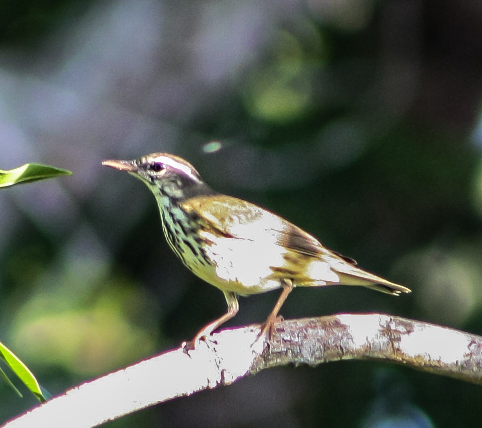 Louisiana Waterthrush - ML623706272