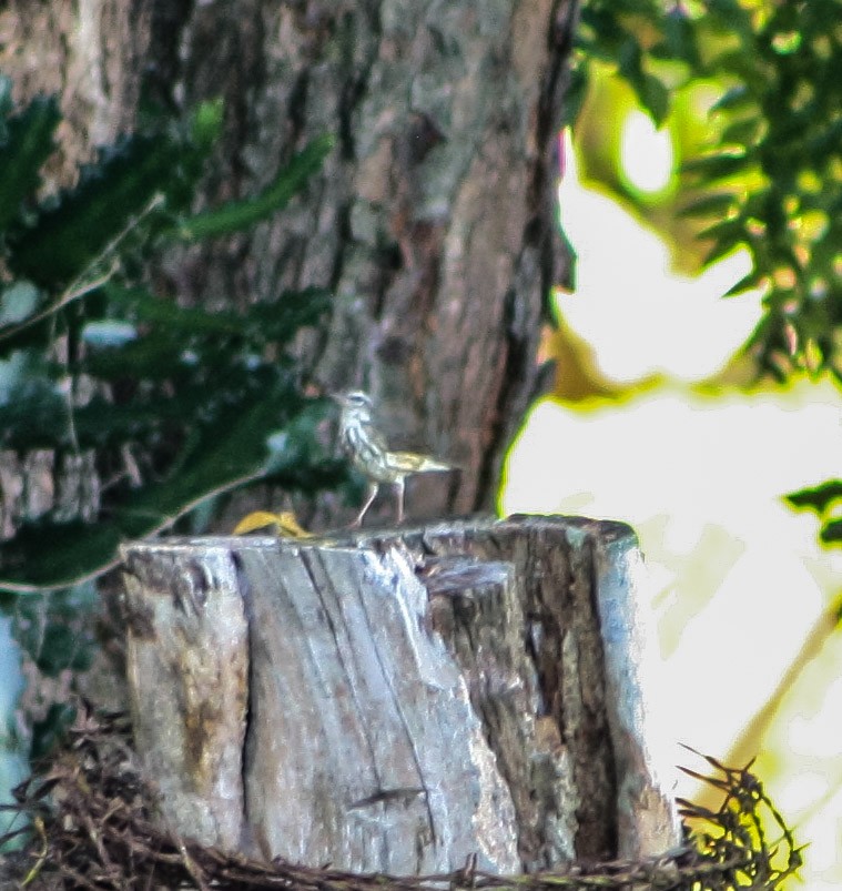 Louisiana Waterthrush - ML623706275