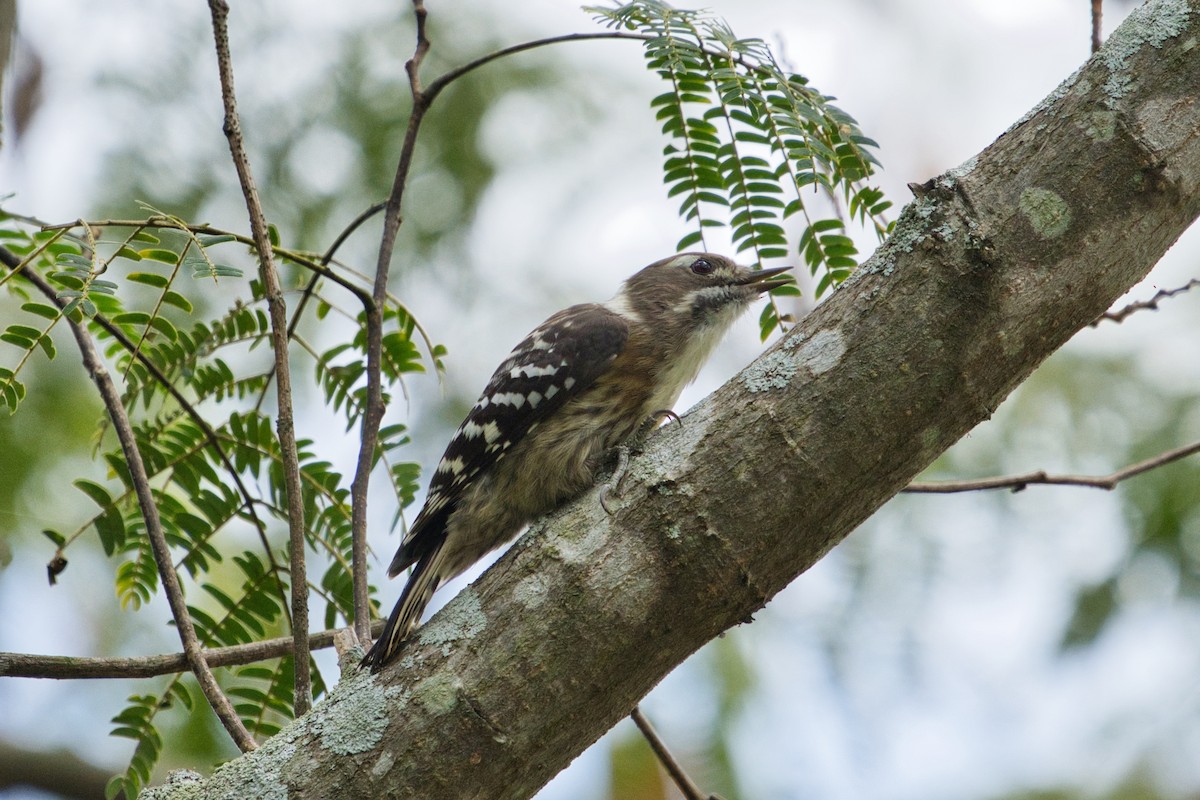 Japanese Pygmy Woodpecker - ML623706278