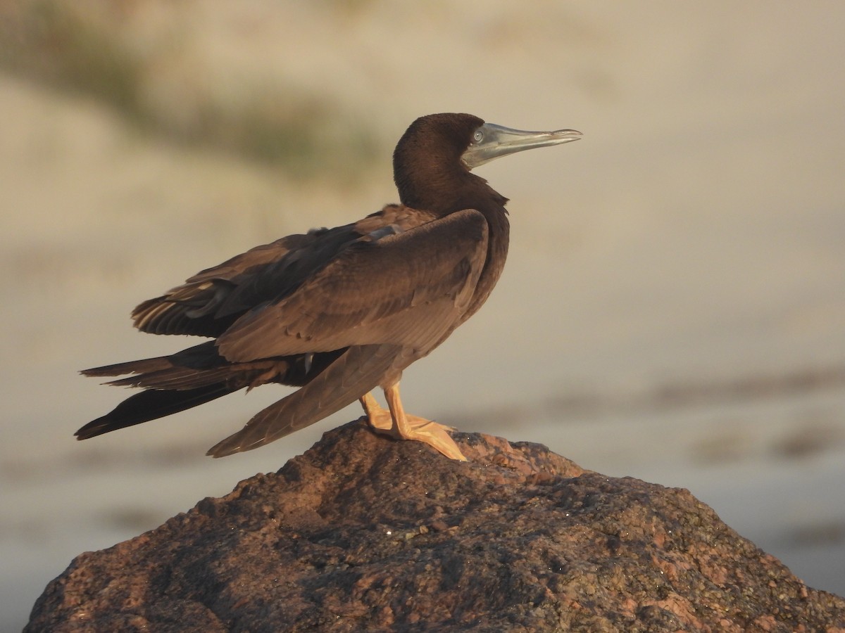 Brown Booby - ML623706285