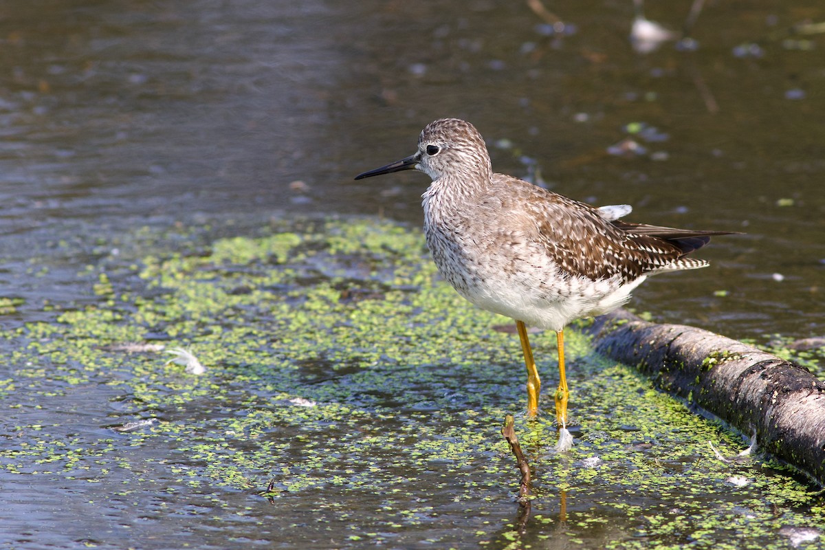 Lesser Yellowlegs - ML623706302