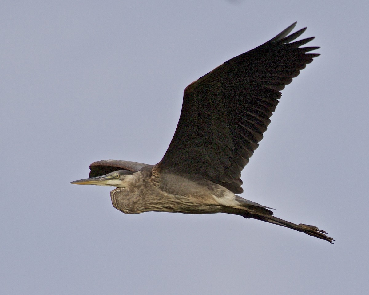 Great Blue Heron - ML623706348