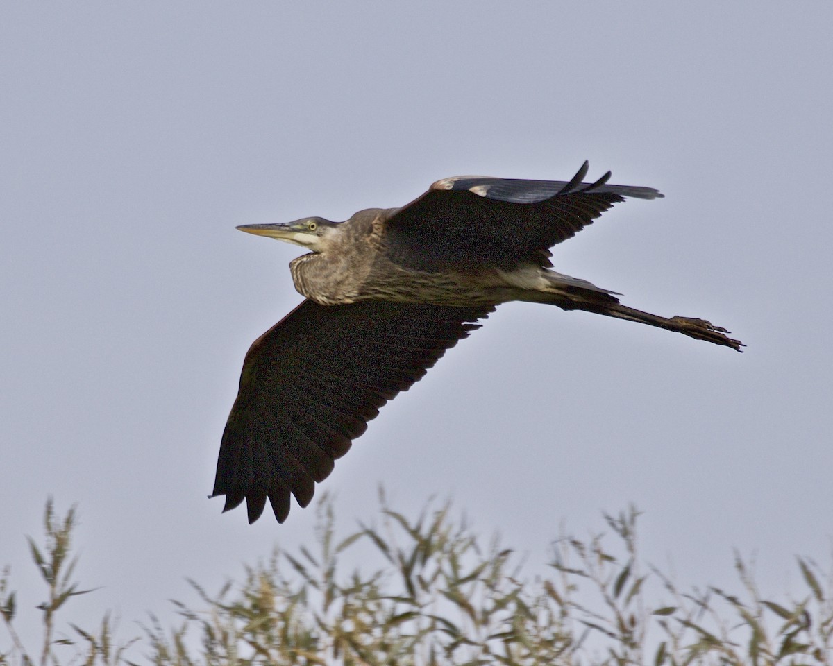 Great Blue Heron - ML623706350