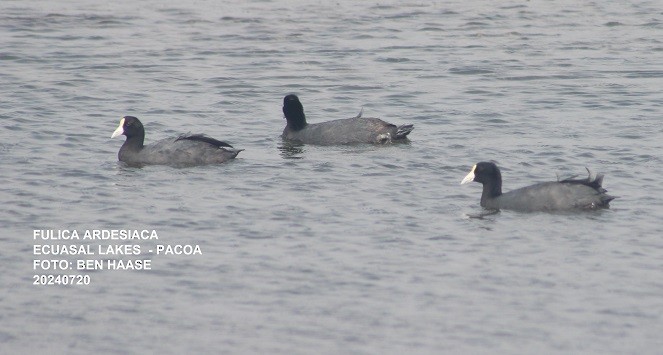 Slate-colored Coot - ML623706357