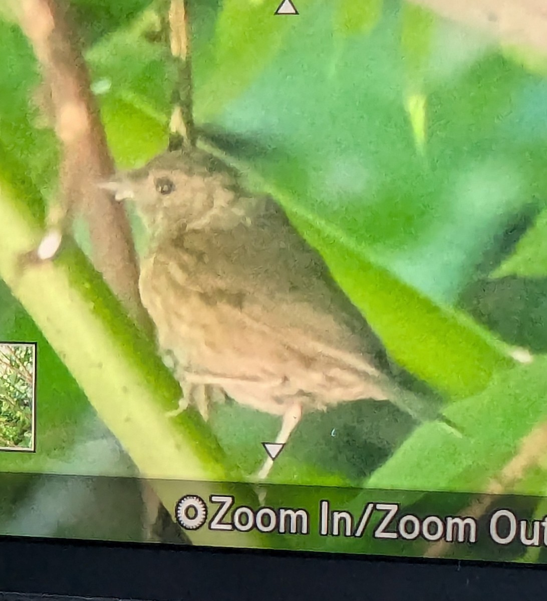 Slaty Finch - ML623706362